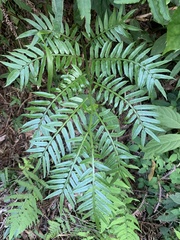 Angiopteris lygodiifolia