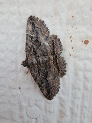 Zaleops umbrina