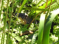 Hydromys chrysogaster
