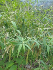 Buddleja