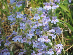 Penstemon virens