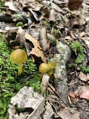 Gliophorus psittacinus