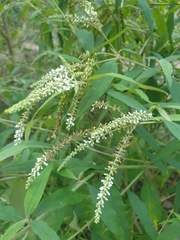 Buddleja