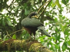 Chamaepetes goudotii