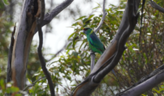 Barnardius zonarius barnardi