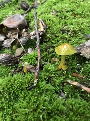 Gliophorus psittacinus