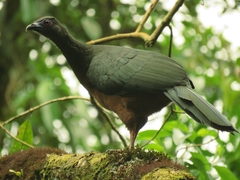 Chamaepetes goudotii