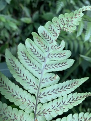 Diplazium doederleinii