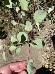 Symphoricarpos rotundifolius