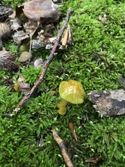 Gliophorus psittacinus