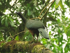 Chamaepetes goudotii