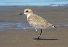 Charadrius leschenaultii