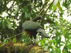 Chamaepetes goudotii