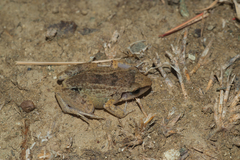 Eleutherodactylus atkinsi