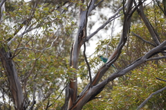 Barnardius zonarius barnardi