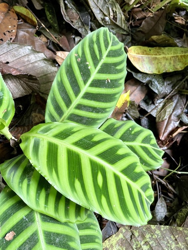 Goeppertia zebrina