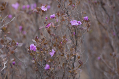 Rhododendron ledebourii