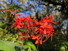 Clerodendrum
