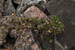 Galium tricornutum