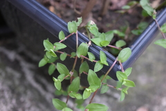 Callisia repens