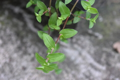 Callisia repens