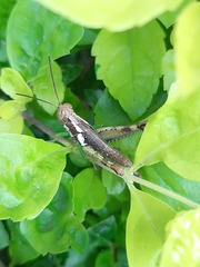 Pirithoicus ophthalmicus