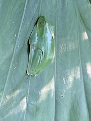 Zhangixalus taipeianus