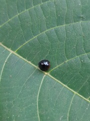 Chilocorus nigritus