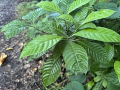 Psychotria nervosa