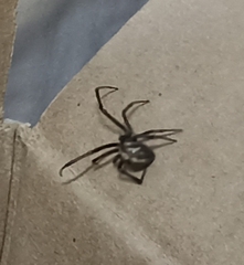 Latrodectus hesperus
