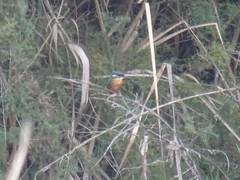 Alcedo atthis ispida