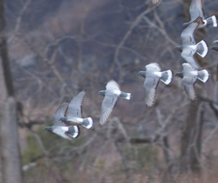 Columba rupestris