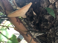 Trametes lactinea