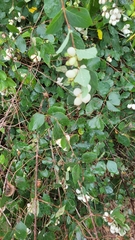 Symphoricarpos
