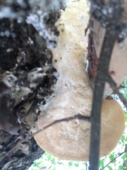 Trametes lactinea