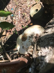 Trametes lactinea
