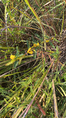 Chamaecrista nictitans