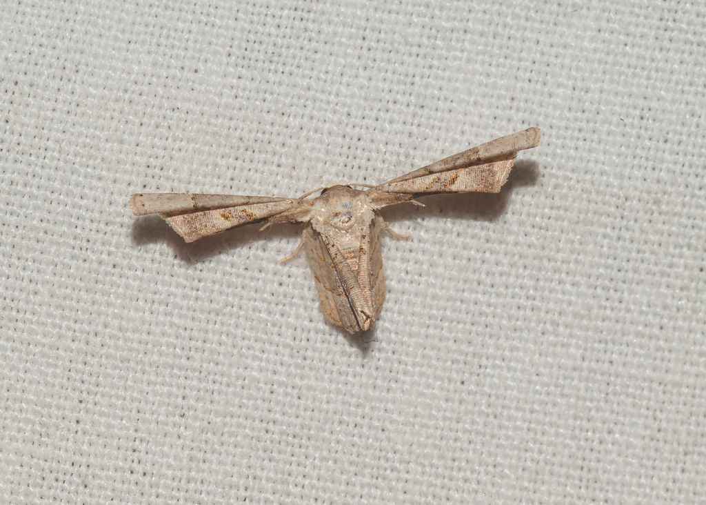 Antiplecta