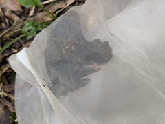 Papilioninae