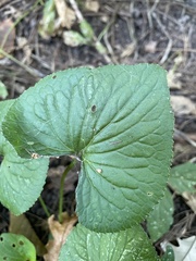Viola sororia