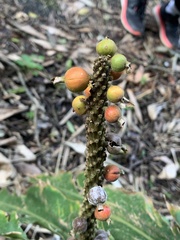 Alpinia