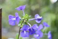 Achetaria azurea