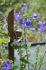 Achetaria azurea