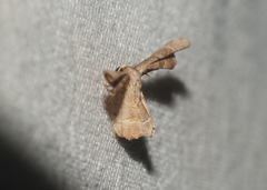 Antiplecta triangularis