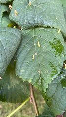 Eriophyes tiliae