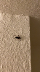 Scotophaeus blackwalli