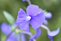 Achetaria azurea
