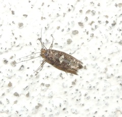 Acrolepiopsis assectella