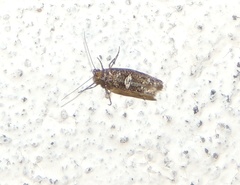 Acrolepiopsis assectella