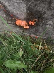 Tulasnella aurantiaca